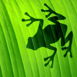 frog-shadow-1360285-640×480