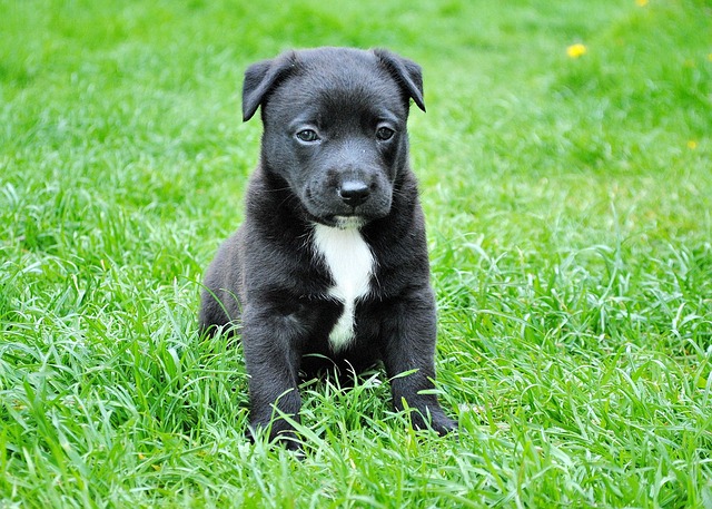 Labrador negro