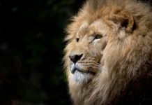 La Fábula del León la-fabula-del-leon