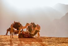 La fábula de los 17 camellos Camellos descansando