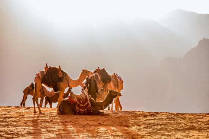 Camellos descansando